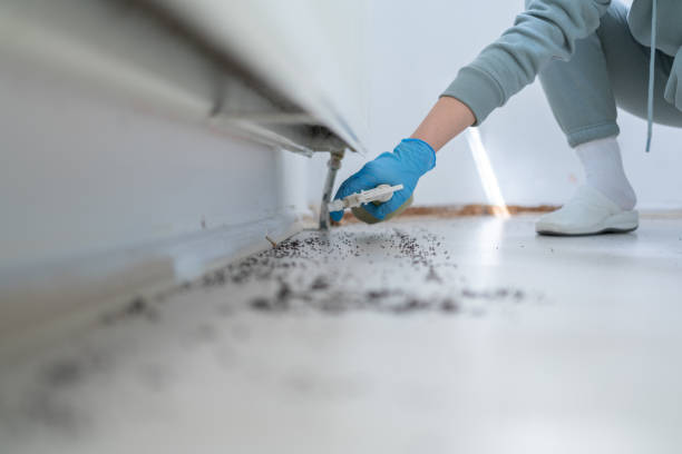 Best Rat Extermination Near Me  in Sulphur, OK