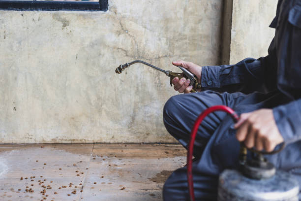 Wasp Removal Services in Sulphur, OK
